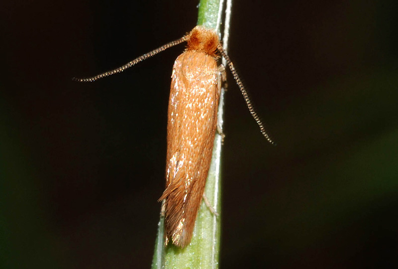 Tineidae? - Anomalotinea cf. gardesanella